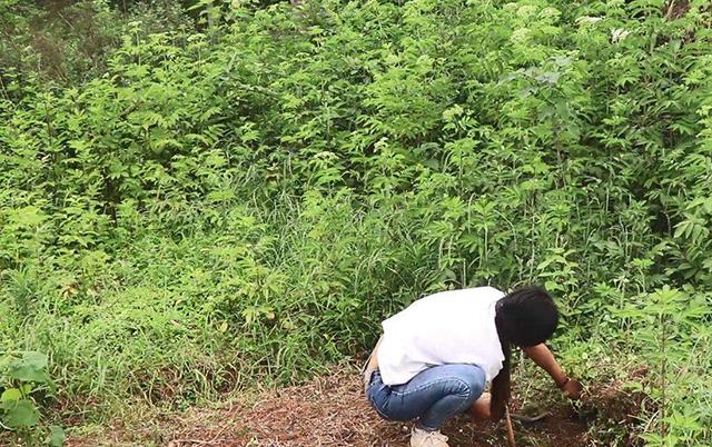 有一种农民自制除草剂，能灭掉所有杂草，自己在家就能配4