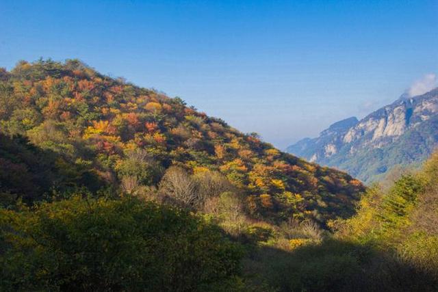 寻访秦岭苦竹沟，灌满浆汁的烂红野果和山货挂满枝头，都无人采摘1