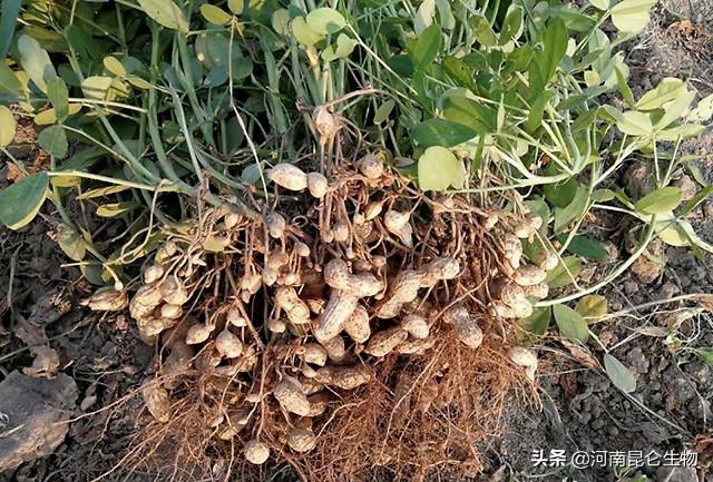 花生三遍药什么时候打？花生在什么时候施叶面肥？花生高产三遍药5