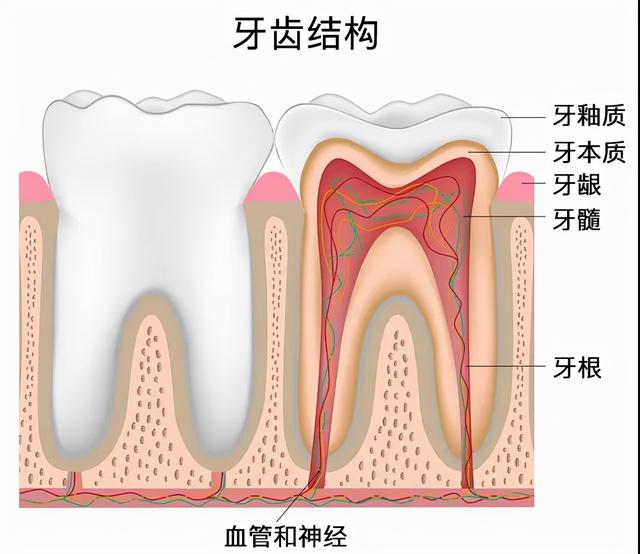 生命滙马泷齿科｜乳牙蛀牙需要及时补吗？