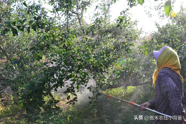 芸苔素内酯、胺鲜酯、复硝酚钠，作用看似差不多，但实际差别很大14