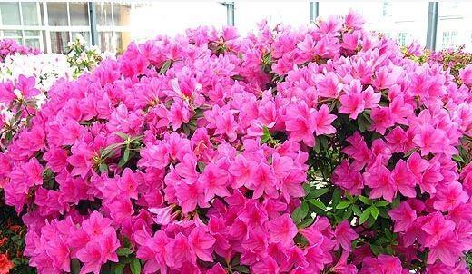 杜鹃花养殖