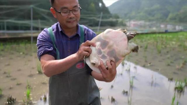 死甲鱼怎么处理才没毒