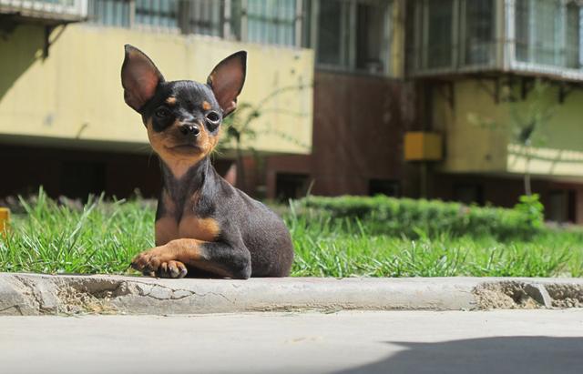 鹿犬