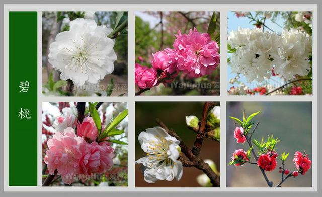 常见的花名字及图片，100种花名图册，收藏起来慢慢看，从此认花不求人？