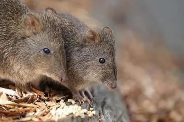 澳大利亚新冠未除又现鼠疫，上亿老鼠泛滥成灾，莫里森或将下台？