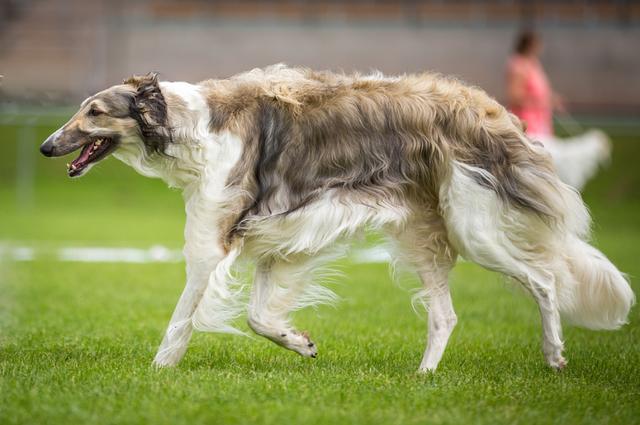 俄罗斯猎狼犬 俄罗斯猎狼犬（俄罗斯猎狼犬守护神） 动物