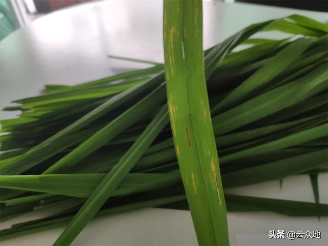 强风暴雨会刮伤稻叶，注意查治细菌性条斑病等细菌性病害3