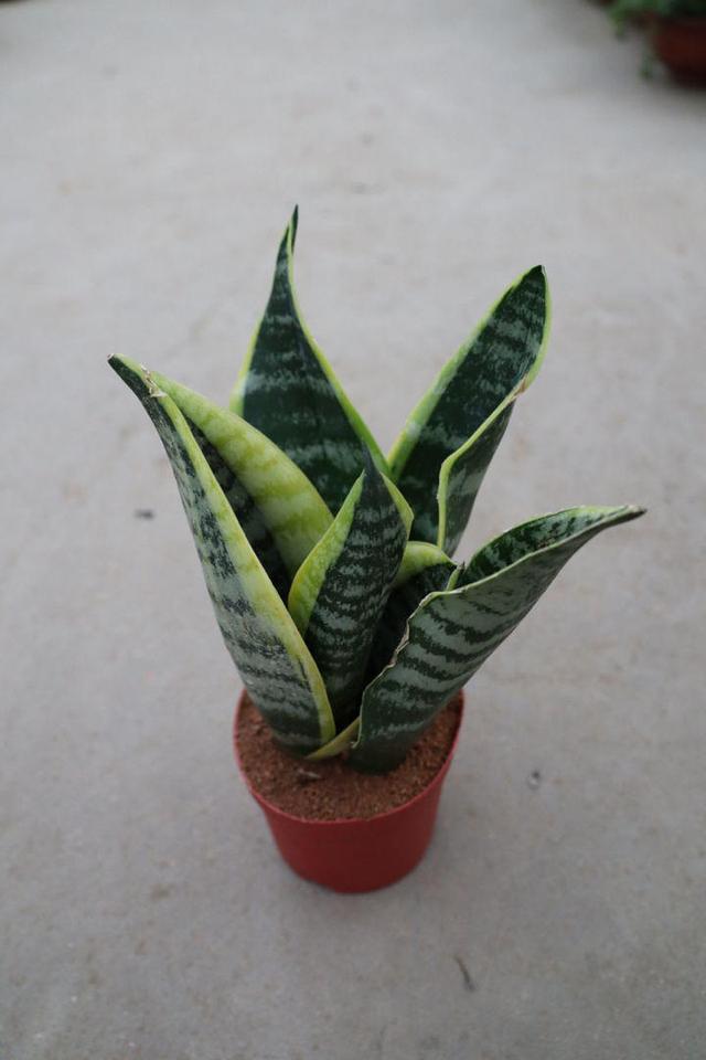 花卉名称