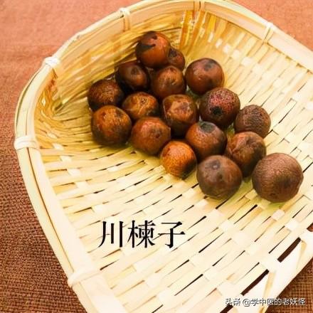 每日一味中药——川楝子