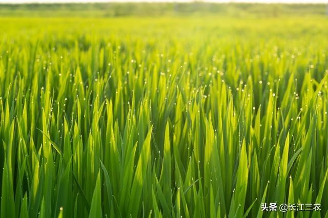 复合肥在水稻种植中该怎么应用3