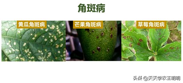 角斑病是怎么来的？到底是真菌还是细菌？分清症状对症下药3