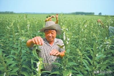 芝麻什么时候打顶好？掌握正确时期巧打顶，芝麻产量节节高3