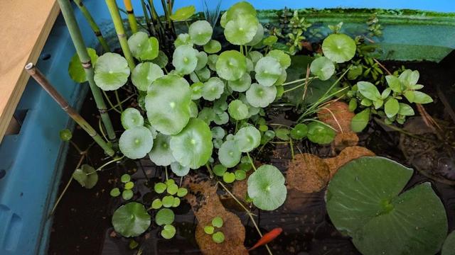 铜钱草怎么养（水陆两栖的铜钱草三大养殖方法）