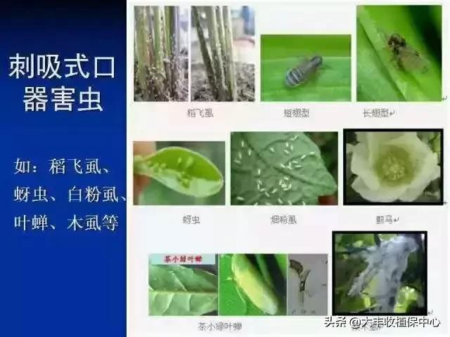 13个药效翻倍的混配杀虫“药方”！太厉害了！杀虫又杀卵2