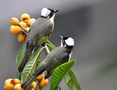白头翁鸟(白头翁鸟有什么寓意) 资讯 第1张
