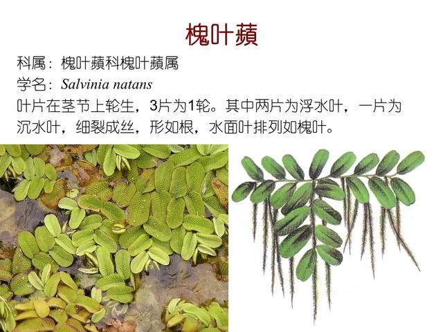 水生植物 水生植物（水生植物种植施工方案） 生活