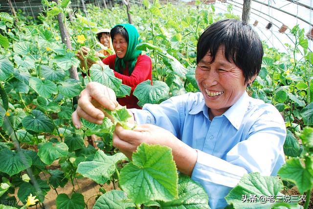 一招通用！西红柿、茄子、黄瓜、西葫芦 喷药秘方！吃不完、卖不完8