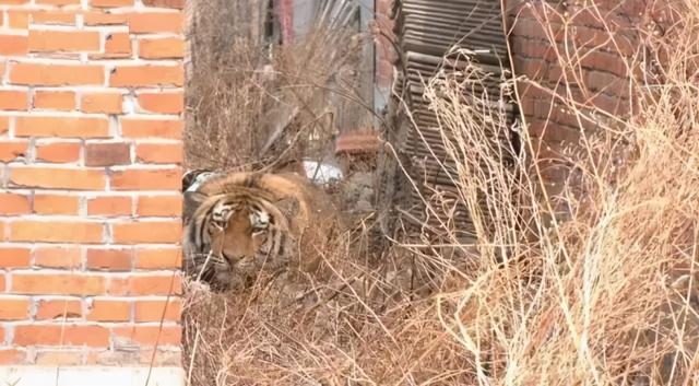 什么狗能咬死藏獒 什么狗能咬死藏獒（什么狗能咬死藏獒图片） 动物