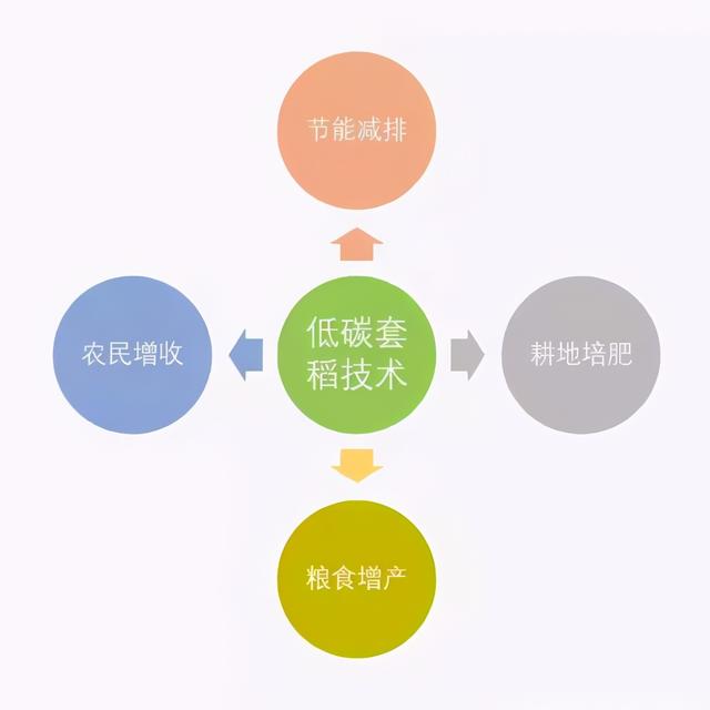 中国特色初级阶段的自然农法—低碳套稻技术简介5