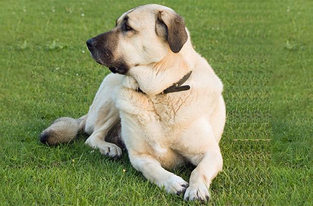 石家庄禁养大型犬的区域范围（长沙犬种禁养名单）