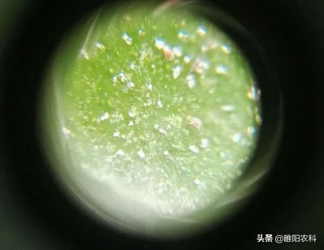 防治红蜘蛛最好的配方，5°C就可杀螨，1天见效，持效期可达50天5