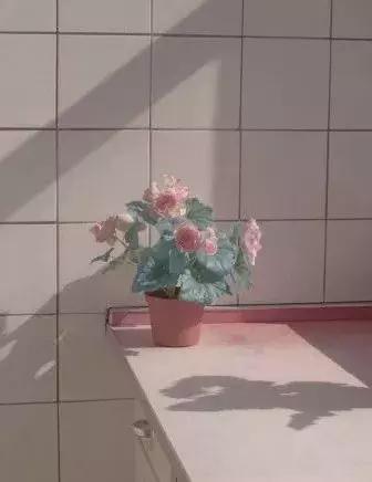 午安说说181228：你大可随便胡乱爱我，我认真我的