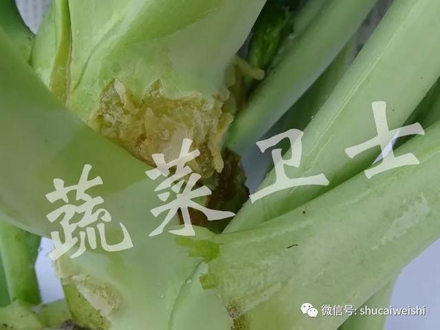 花椰菜细菌性病害的诊断及防治建议2