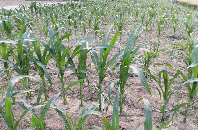 今年雨水多，玉米旺长严重，什么时候控旺好？可选哪些药剂？
