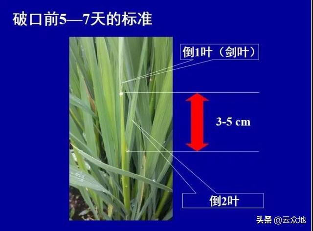 水稻用噻呋酰胺己唑醇防纹枯病、稻曲病效果好，还能调节生长