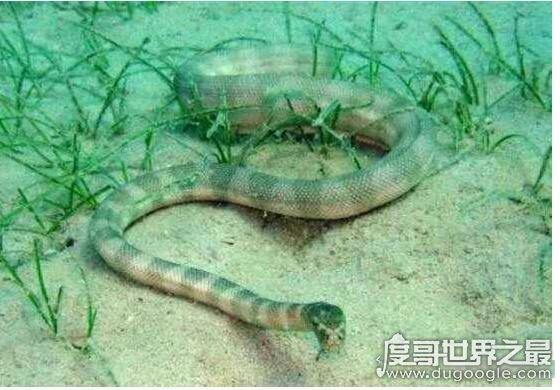 世界上最毒的蛇是哪种（世界上最毒的蛇）(3)