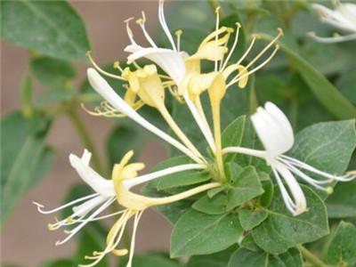 金银花种植技术 金银花种植技术（金银花种植技术和方法） 生活