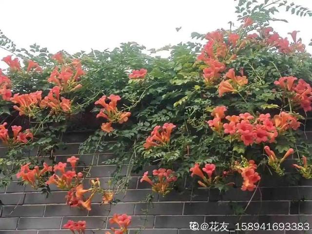 10种“脏脏”花，爱干净的人别养，会招虫子1