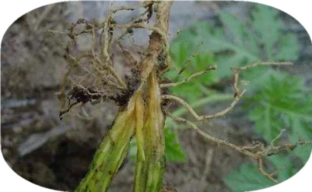 番茄植株“烂根”难治，找对原因提早预防是前提，科学植保很关键5