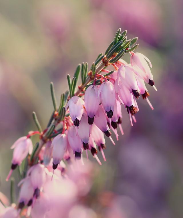 白菊花代表什么意思