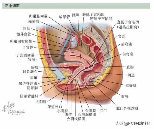 美女肚子大解剖（解剖女孩的肚子）