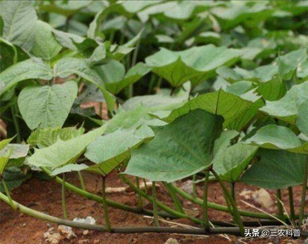 芸苔素内酯、复硝酚钠、赤霉素、萘乙酸钠、吲哚丁酸盐等作用详解