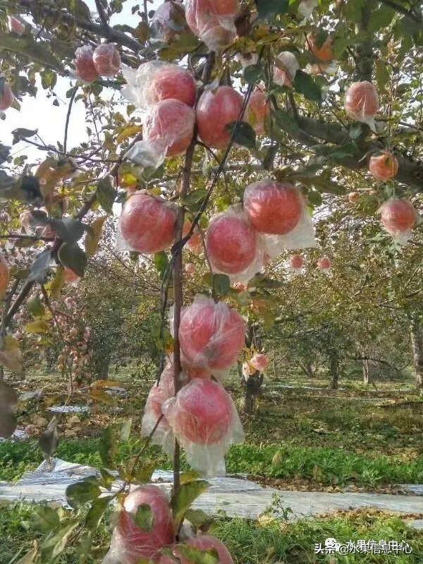苹果的种类 苹果的种类（苹果的种类大约有多少种） 生活