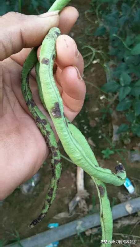 低温多雨、连续重茬豆角炭疽病易发病！防治药剂参考3