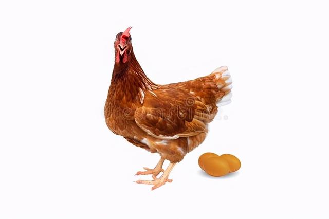 鸡蛋解什么生肖，关于鸡蛋的知识有哪些？