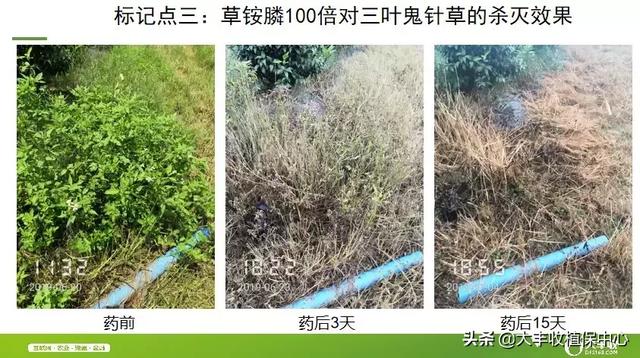 除草剂杀草实测：杂草30分钟枯萎，3天死亡！防效近100%14