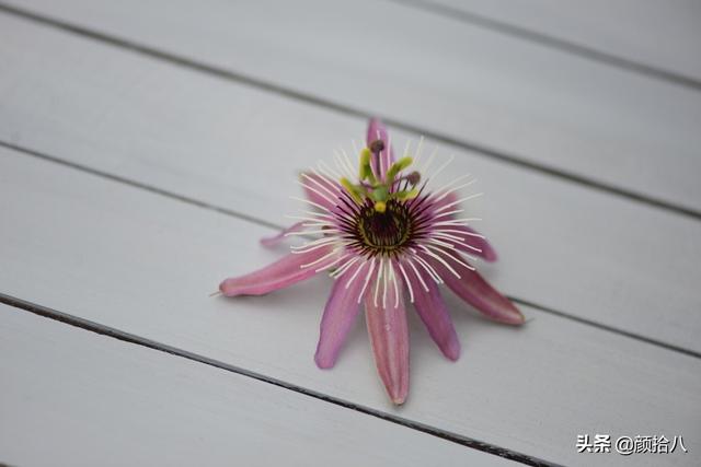 西番莲百香果育苗（种一棵西番莲会结百香果吗）(25)