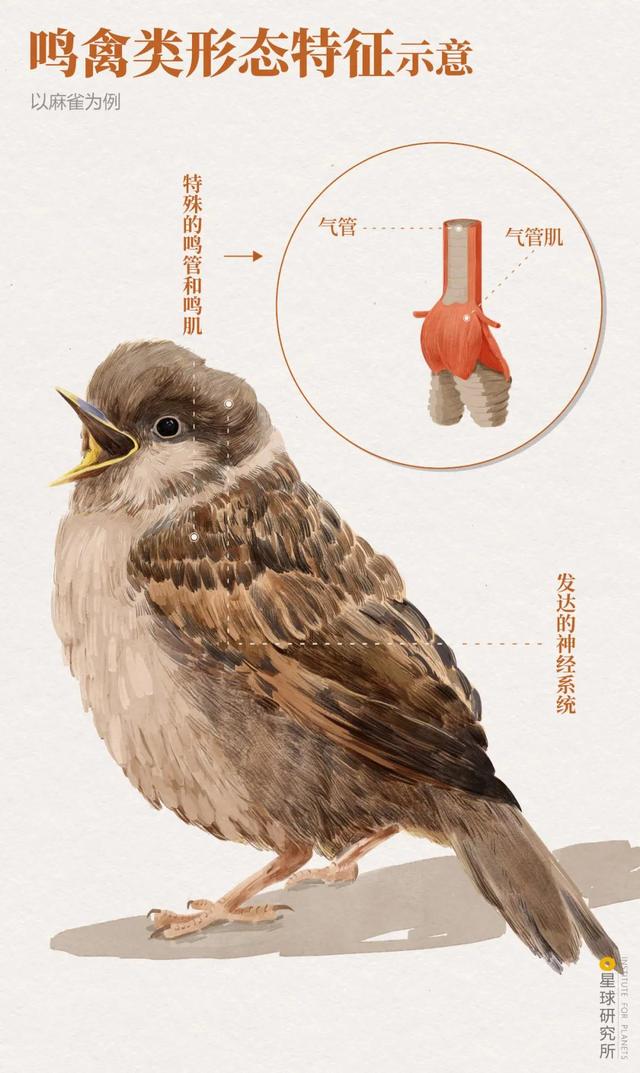 鸟的种类