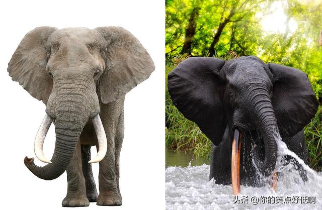 成年大象体重是多少大象只有非洲象和亚洲象两种错了
