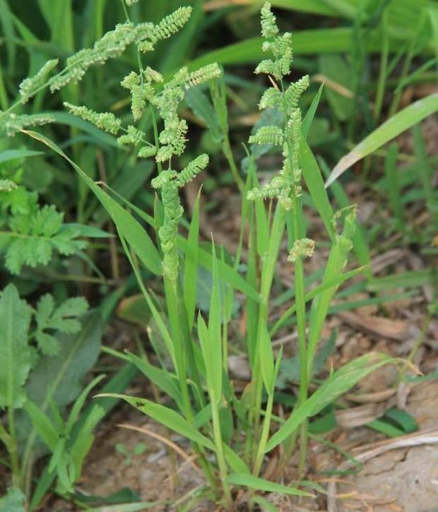 小麦田恶性杂草——菵草，防治时注意这几点，灭除很轻松！