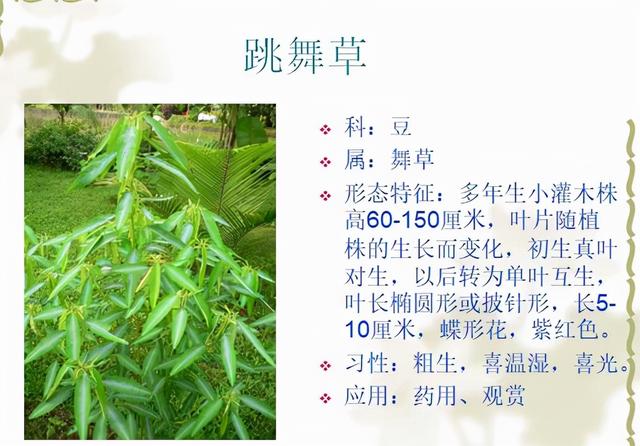 观花植物 观花植物（木本观花植物） 生活