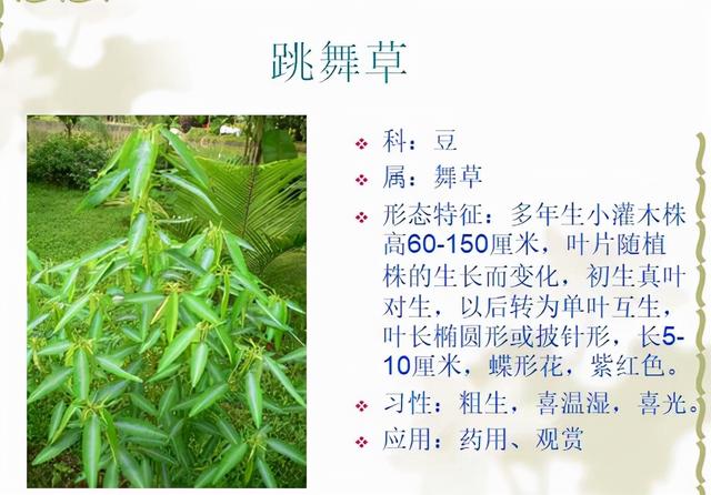 观花植物