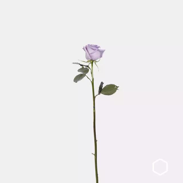 鲜花玫瑰