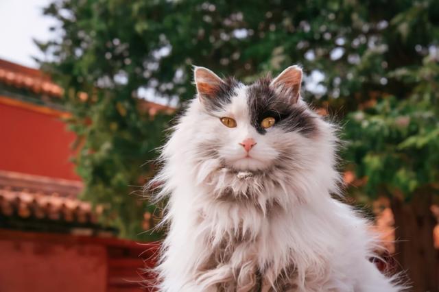 微博那只有名的猫(谁知道猫咪app的微博号)-扬升资讯网