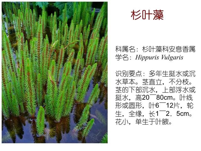 水生植物